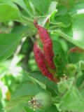 Malus orientalis