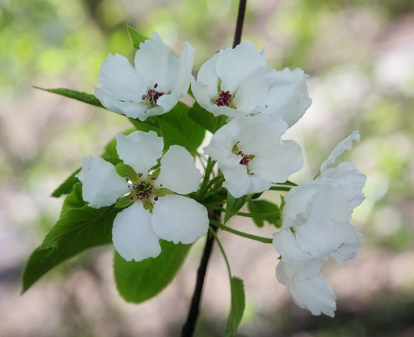 Изображение особи Pyrus ussuriensis.