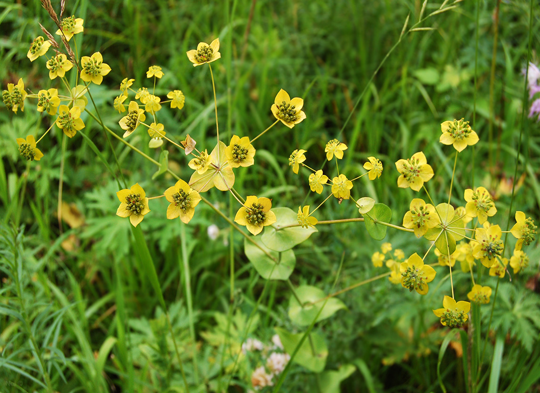 Изображение особи Bupleurum longifolium ssp. aureum.