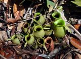 Nepenthes ampullaria. Ловчие кувшинчики (длина около 6 см). Малайзия, о-в Калимантан, национальный парк Бако, песчаниковое плато, ≈ 100 м н.у.м., заболоченный \"верещатниковый\" лес. 09.05.2017.