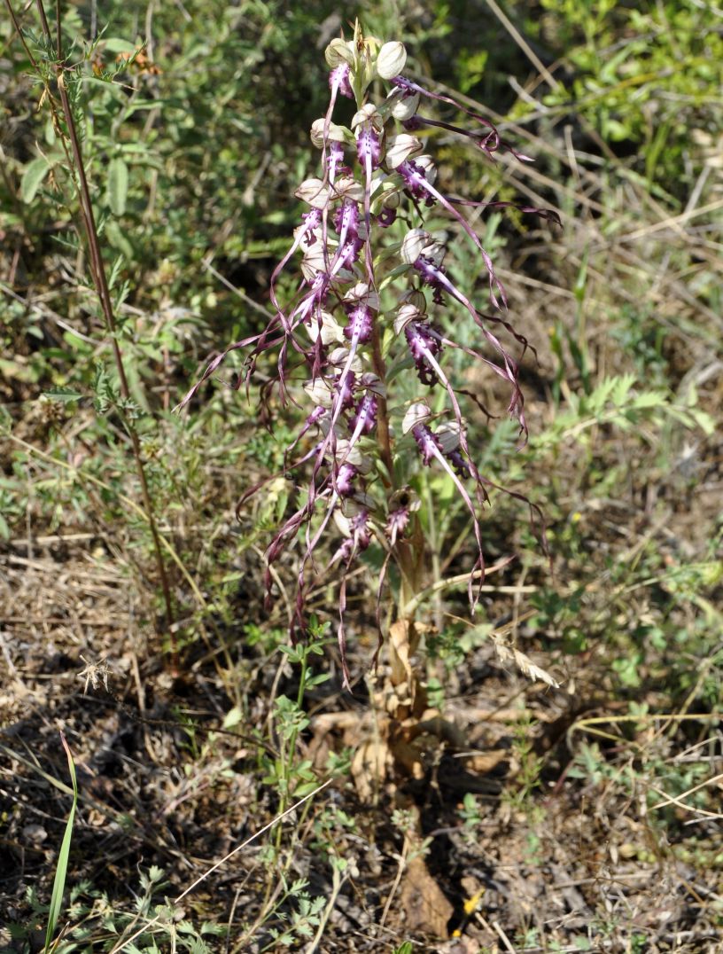 Изображение особи Himantoglossum calcaratum ssp. rumelicum.