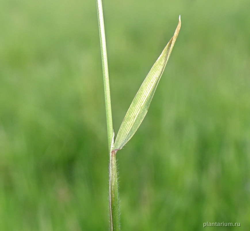 Image of Anthoxanthum odoratum specimen.