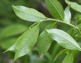 Salix myrsinifolia