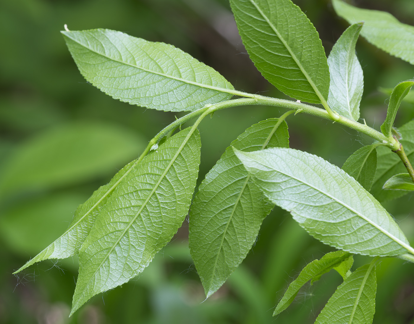 Image of Salix myrsinifolia specimen.