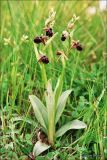 Ophrys mammosa