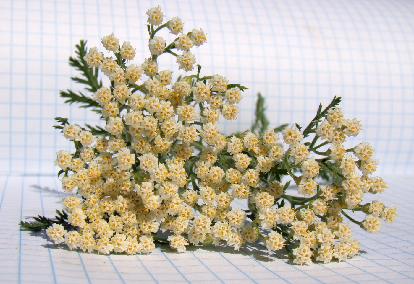 Image of Achillea nobilis specimen.