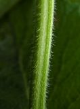 Salvia verticillata