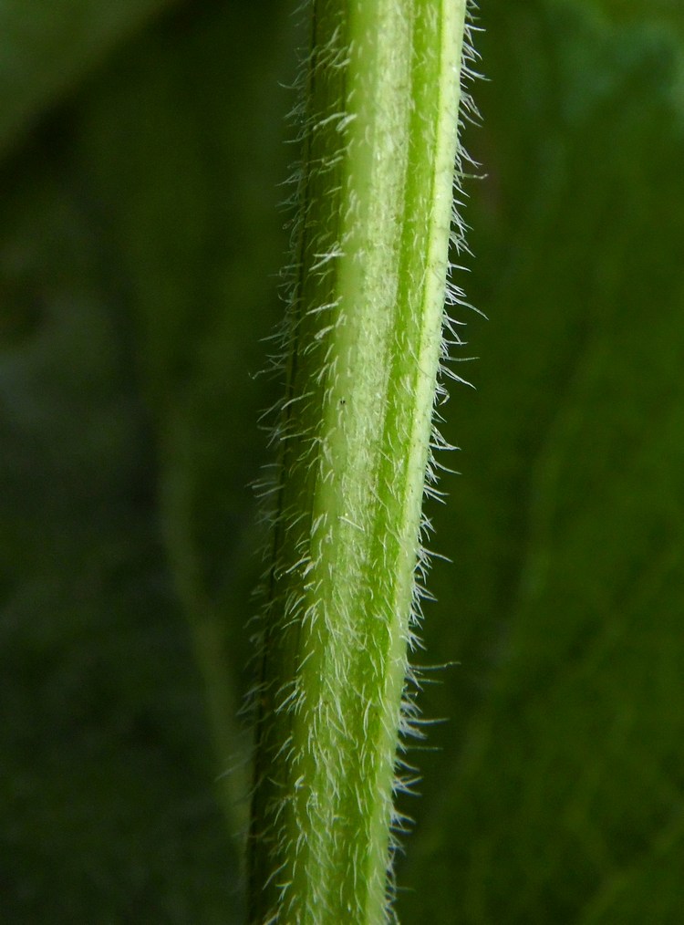 Изображение особи Salvia verticillata.