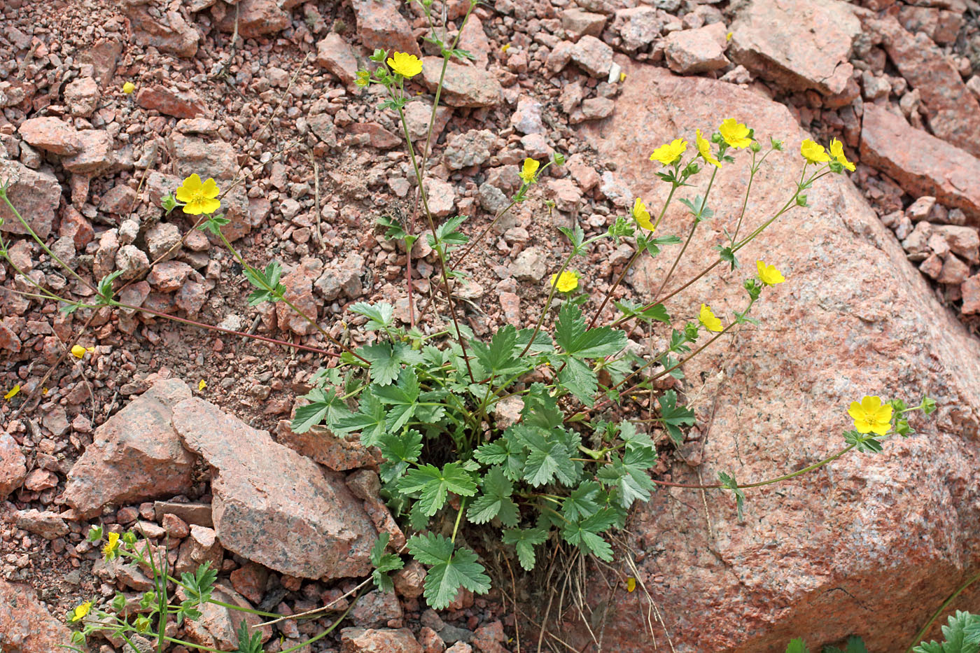 Изображение особи Potentilla tephroleuca.