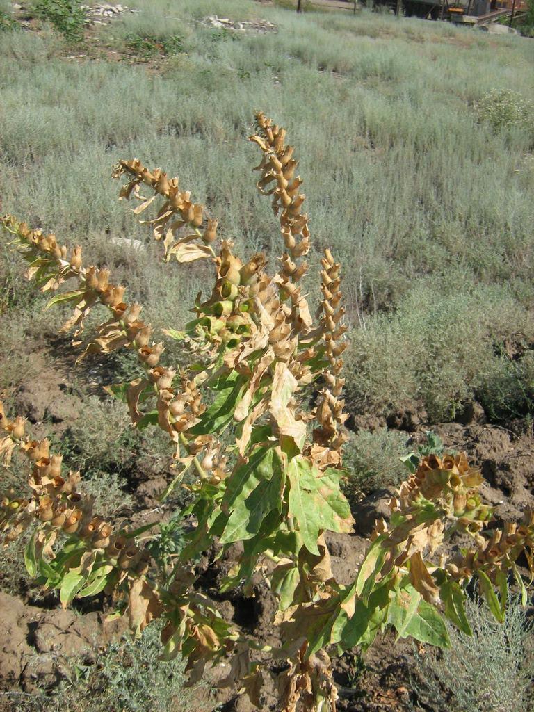 Изображение особи Hyoscyamus niger.