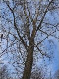 genus Populus. Крона дерева. Чувашия, окр. г. Шумерля, берег р. Сура, ниже устья р. Мочалка. 21 апреля 2010 г.