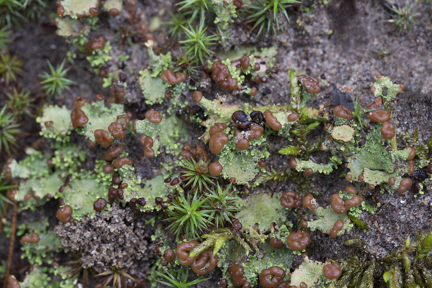 Изображение особи Cladonia gracilis ssp. turbinata.