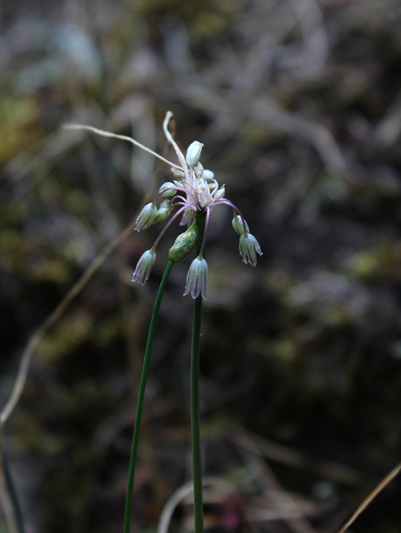 Image of Allium kunthianum specimen.