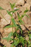 Epilobium tetragonum