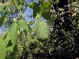 Echinocystis lobata. Часть побега с плодом. Украина, Житомирская обл., г. Новоград-Волынский, правый берег р. Случь, в р-не Житомирского моста. 20.08.2017.