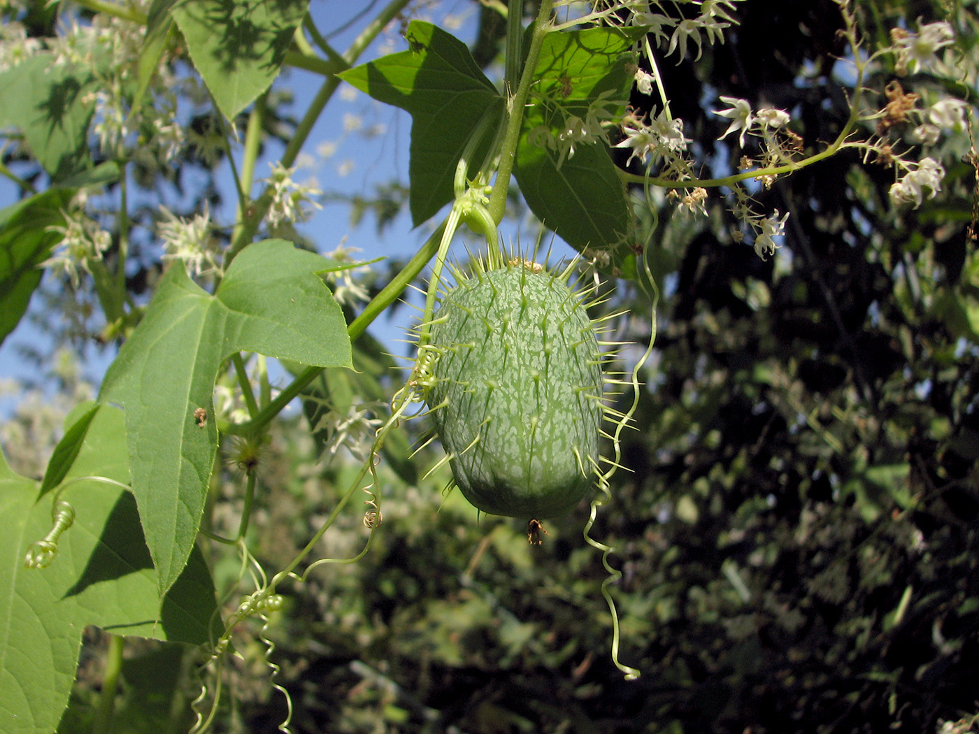 Image of Echinocystis lobata specimen.