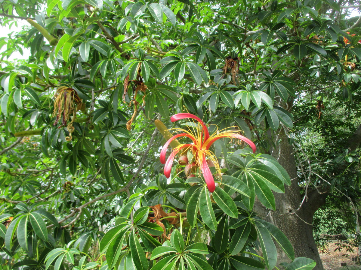 Изображение особи Adansonia madagascariensis.