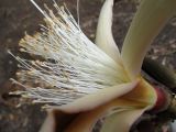 Pseudobombax palmeri