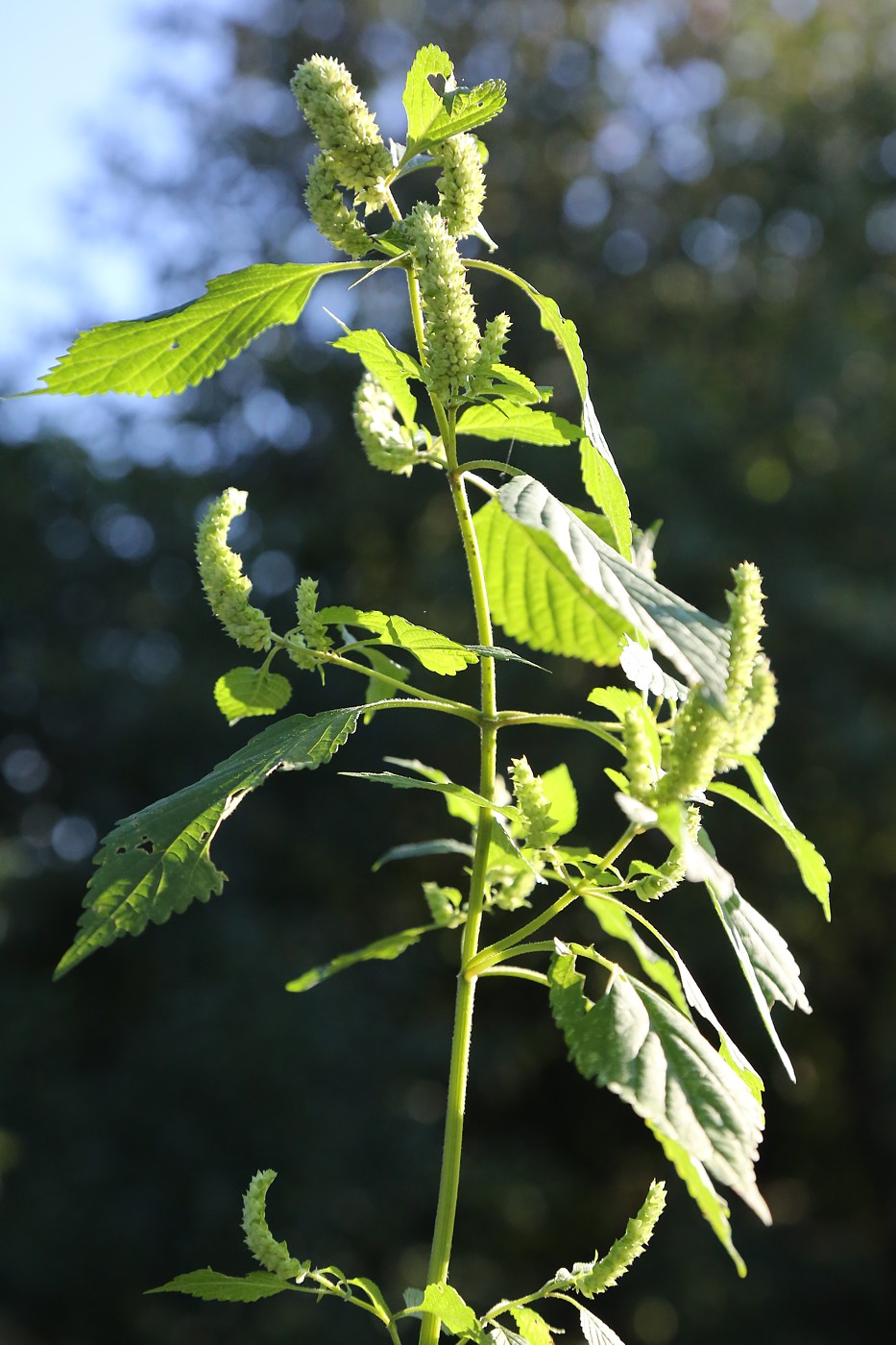 Image of Elsholtzia ciliata specimen.