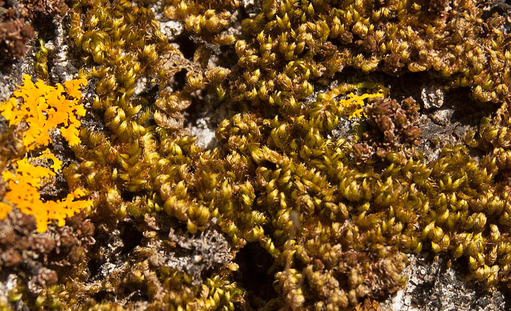 Image of Pylaisia polyantha specimen.