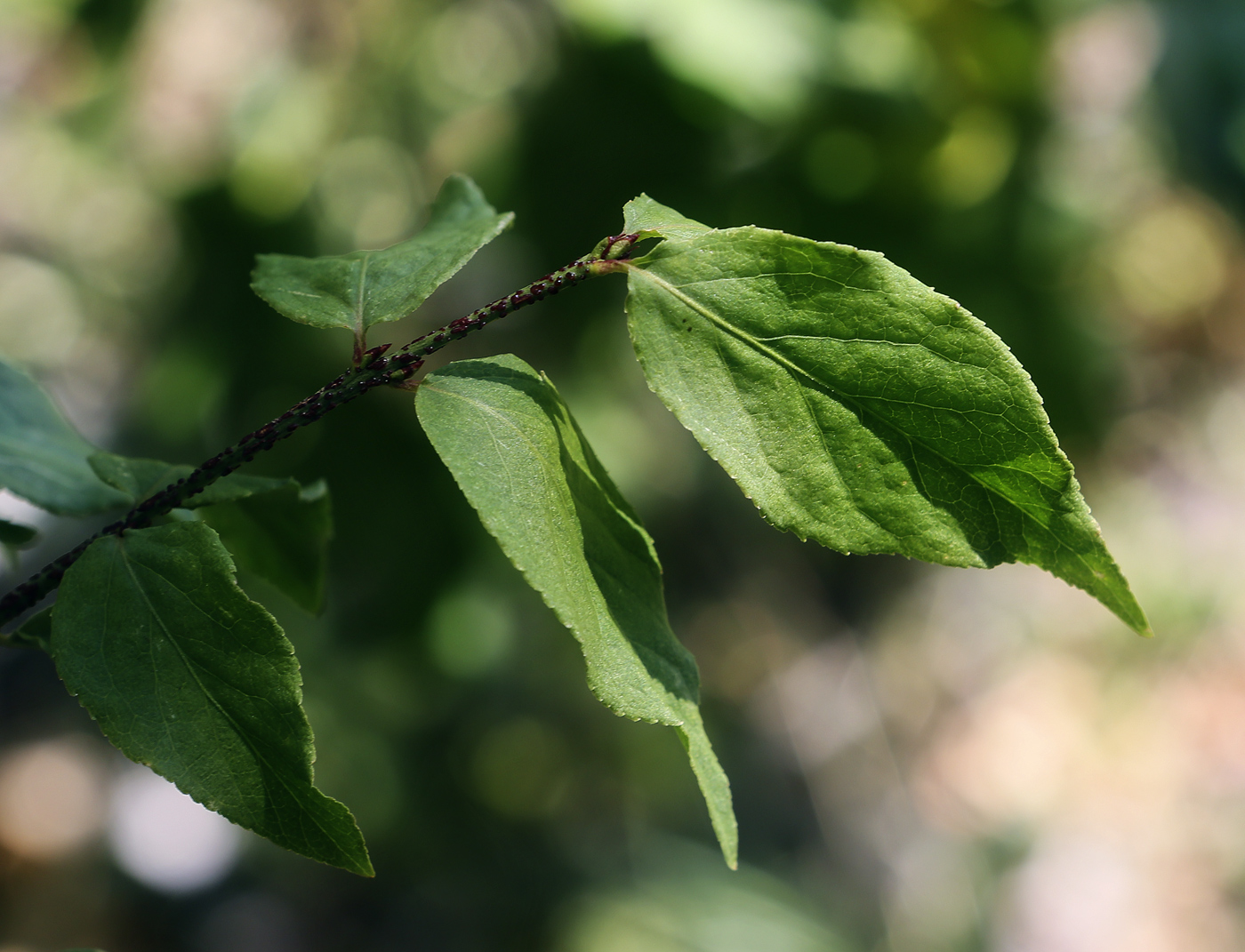 Изображение особи Euonymus verrucosus.