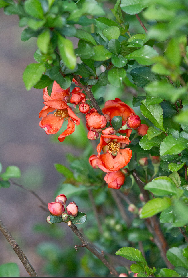 Image of Chaenomeles japonica specimen.