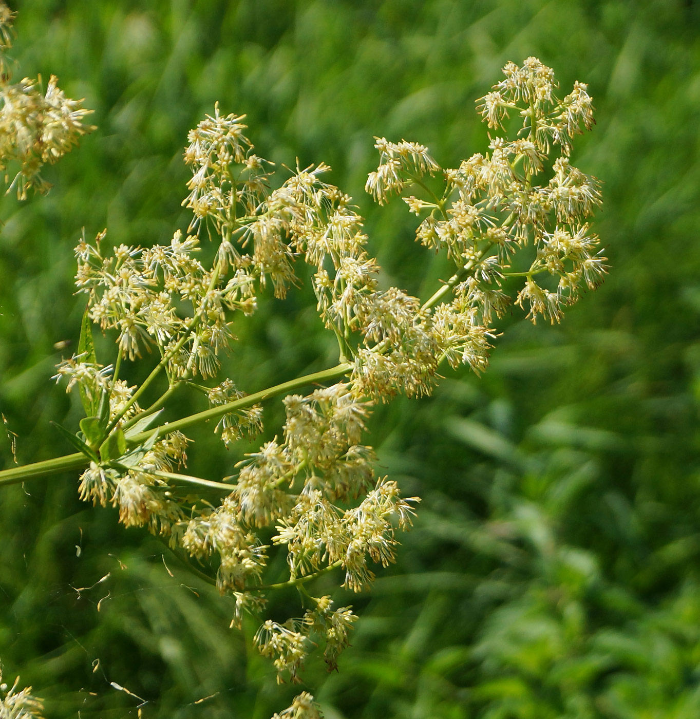 Изображение особи Thalictrum appendiculatum.