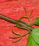 Image of taxon representative. Author is Татьяна Мальчинская