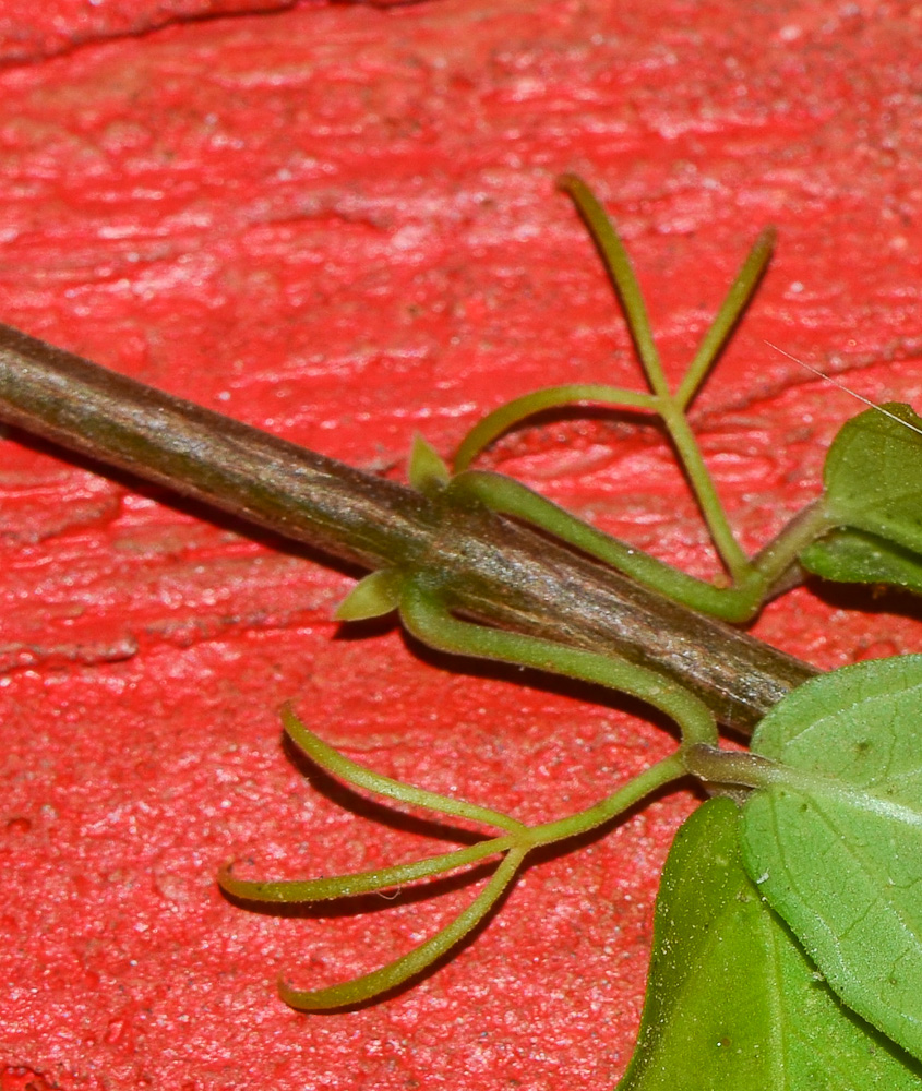 Image of Dolichandra unguis-cati specimen.
