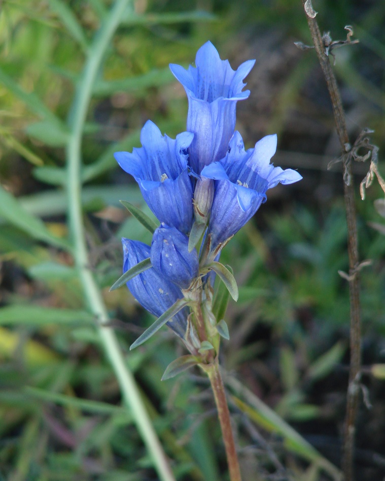 Изображение особи Gentiana decumbens.