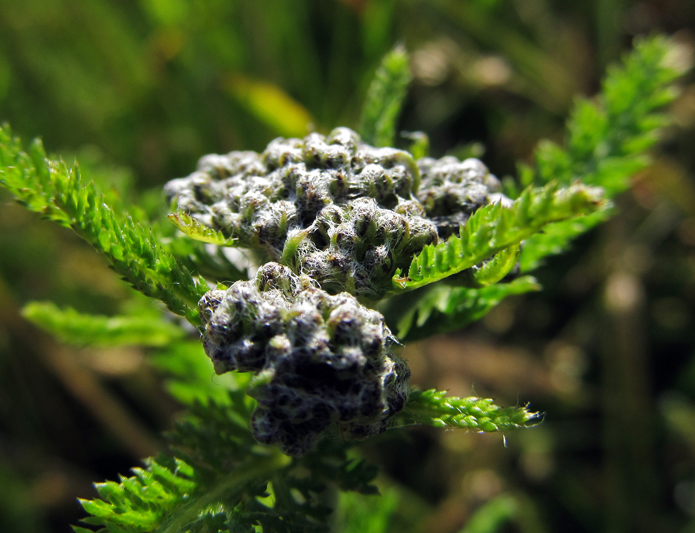 Изображение особи Achillea nigrescens.