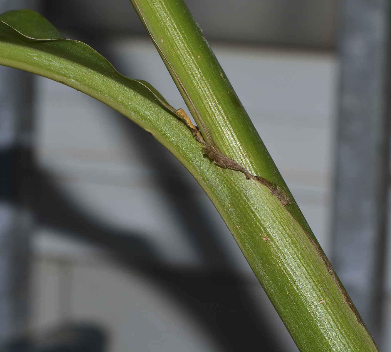 Image of Canna indica specimen.