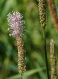 Plantago urvillei. Соцветие. Восточный Казахстан, г. Усть-Каменогорск, правый берег р. Иртыш, луг. 04.07.2017.