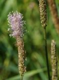 Plantago urvillei