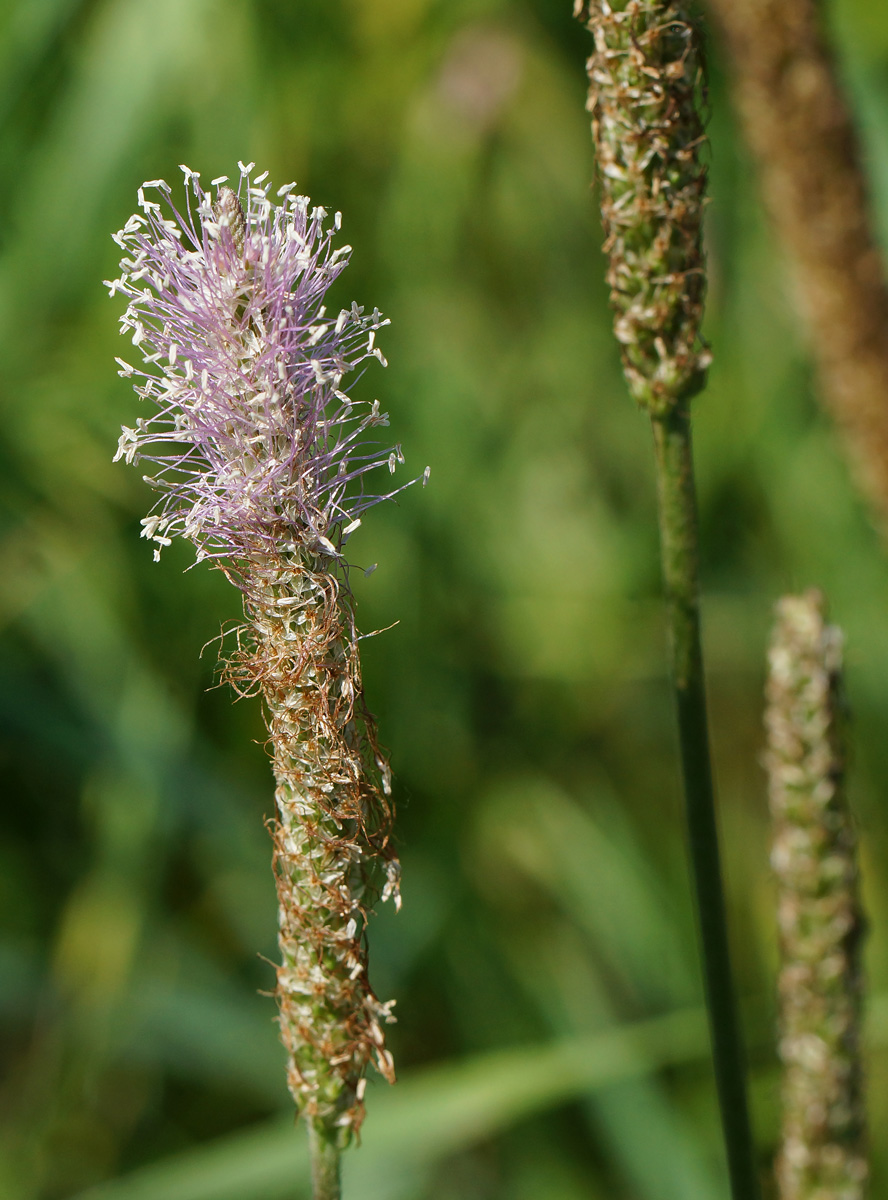 Image of Plantago urvillei specimen.