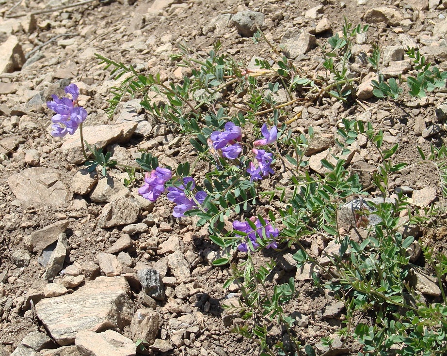 Изображение особи Vicia olchonensis.