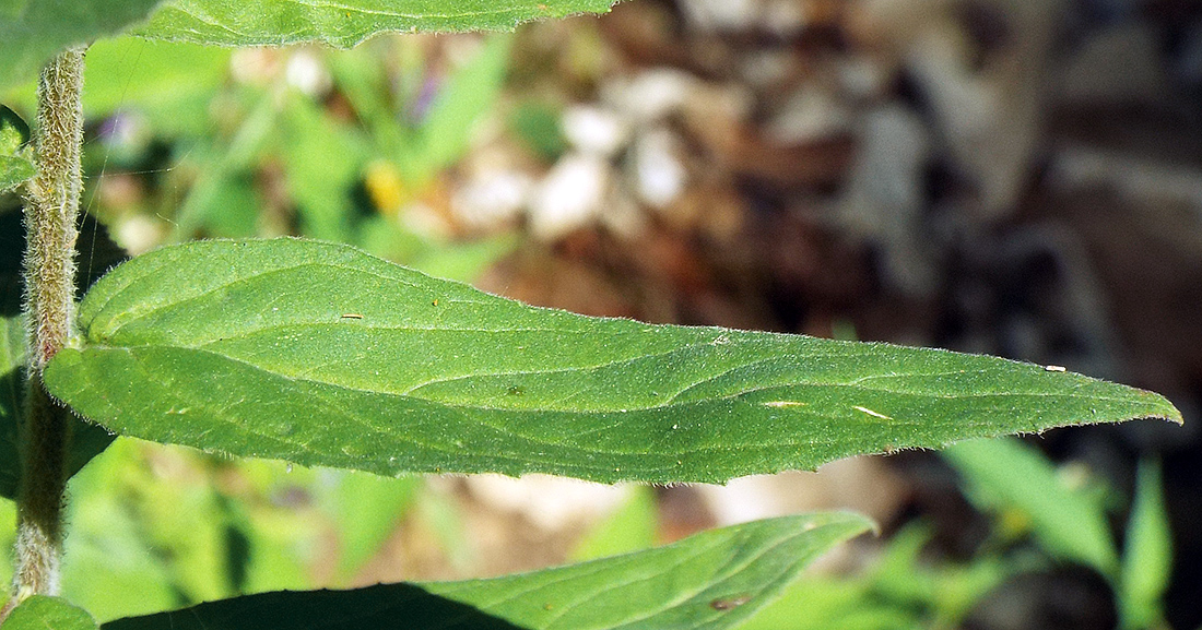 Image of Epilobium parviflorum specimen.