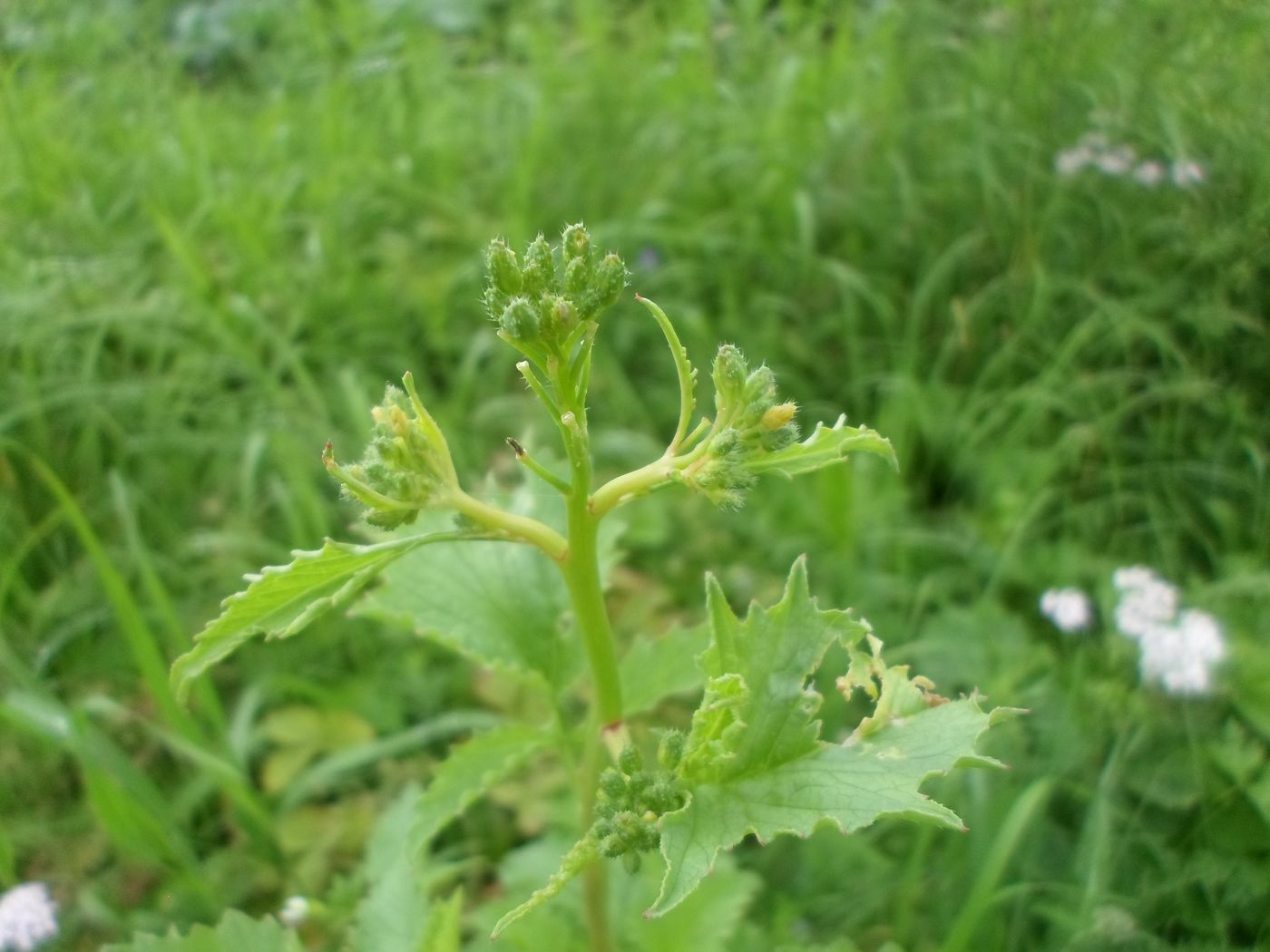 Изображение особи Raphanus sativus.