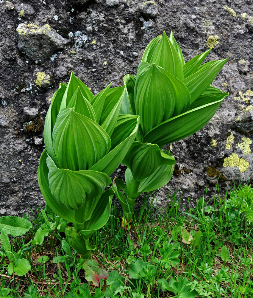 Image of Veratrum lobelianum specimen.