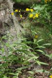 Hieracium linifolium