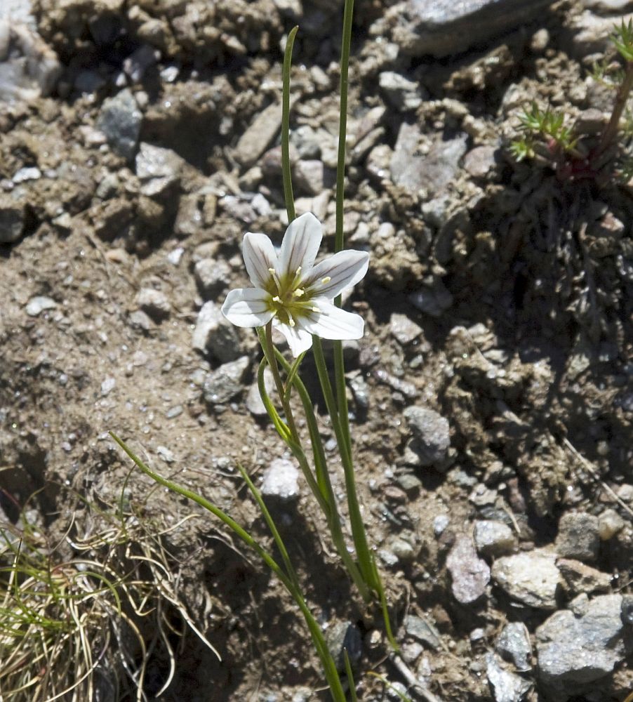 Image of Lloydia serotina specimen.