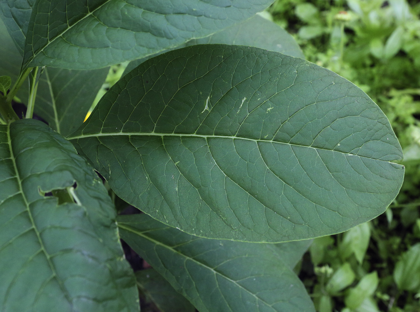 Изображение особи Phytolacca acinosa.