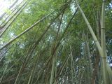 род Phyllostachys