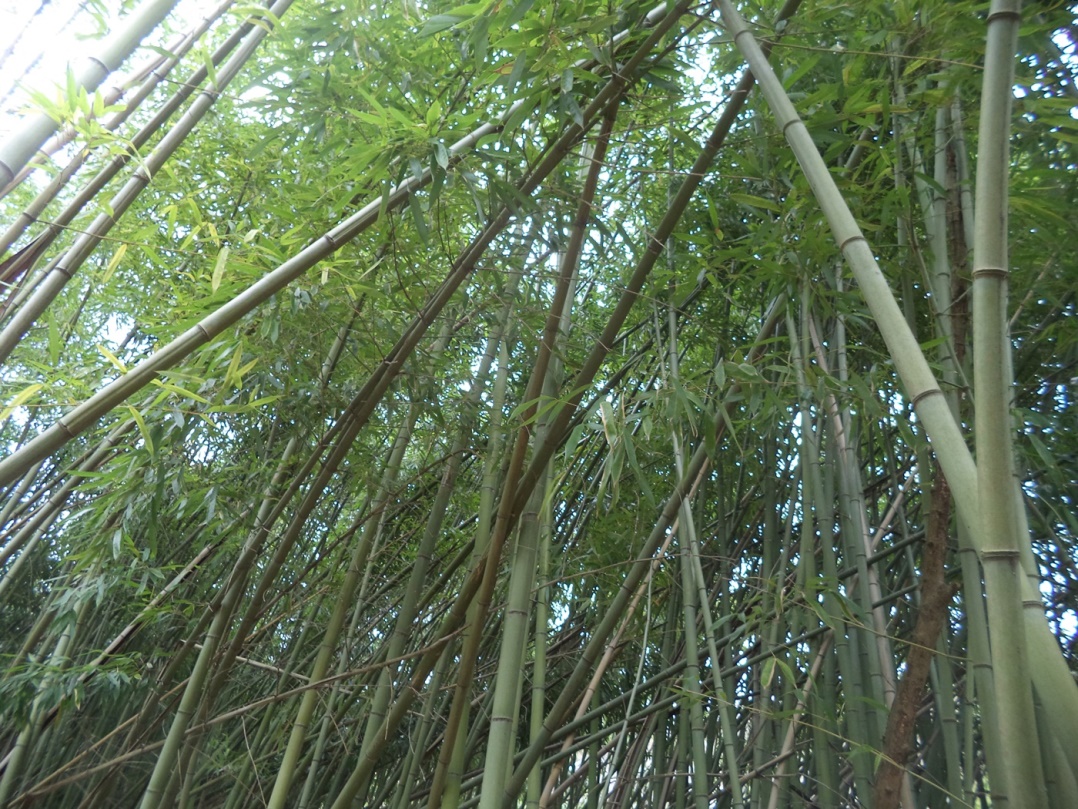 Изображение особи род Phyllostachys.