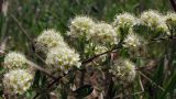 Spiraea crenata