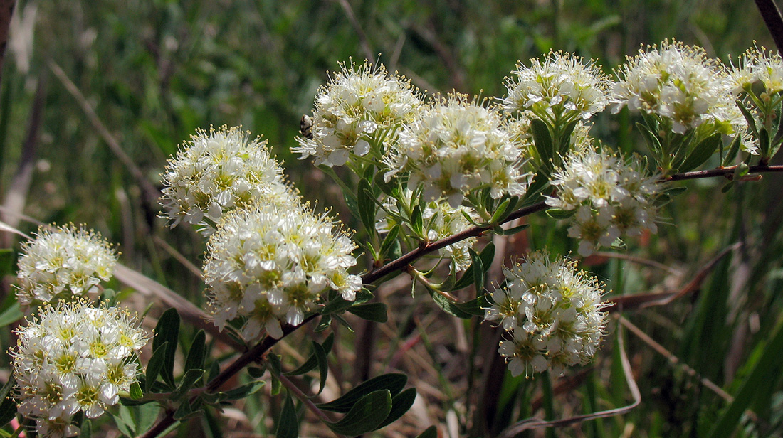 Изображение особи Spiraea crenata.