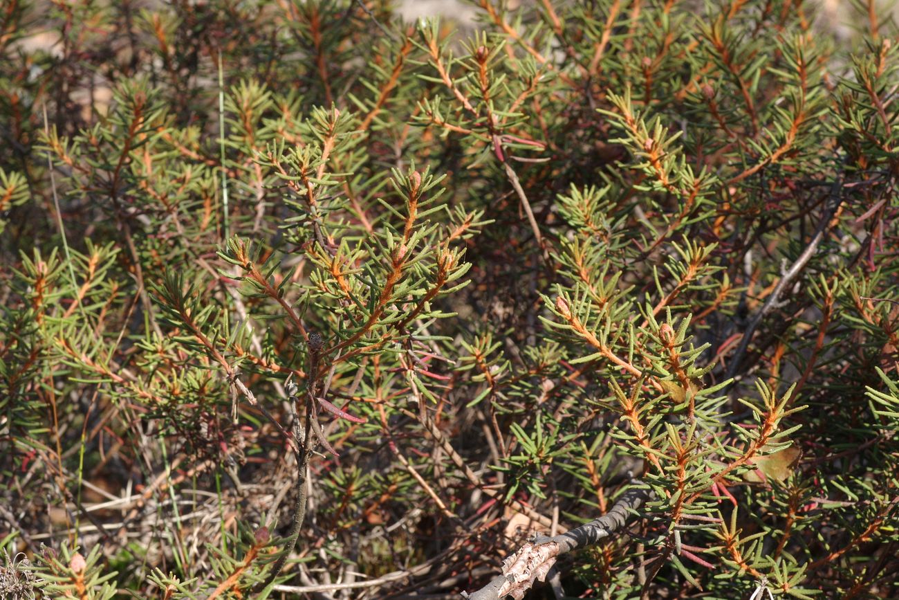 Image of Ledum palustre specimen.