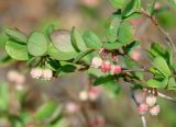 Vaccinium uliginosum. Побег с соцветиями. Якутия, Мирнинский р-н, окр. пос. Светлый, р-н \"картофельного поля\". 11.06.2009.