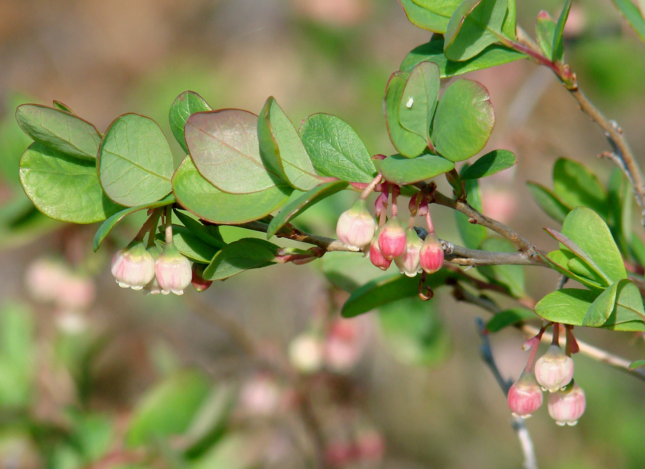 Изображение особи Vaccinium uliginosum.