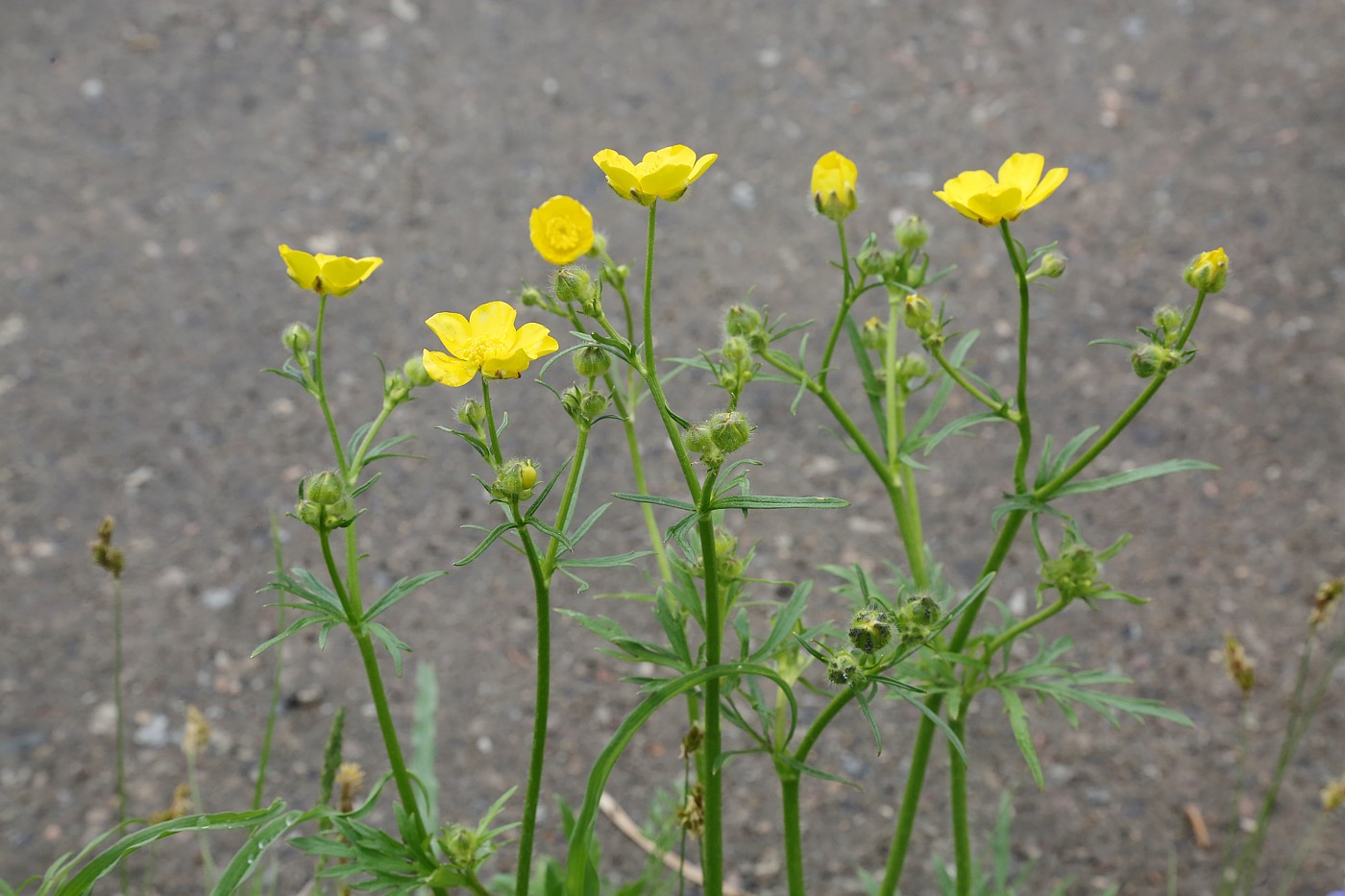 Image of Ranunculus polyanthemos specimen.